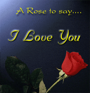 une rose rouge